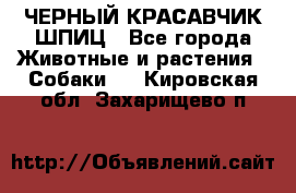 ЧЕРНЫЙ КРАСАВЧИК ШПИЦ - Все города Животные и растения » Собаки   . Кировская обл.,Захарищево п.